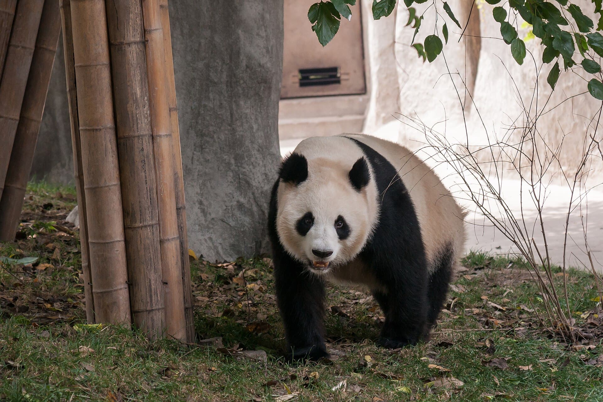 Chengdu Panda Base, China
